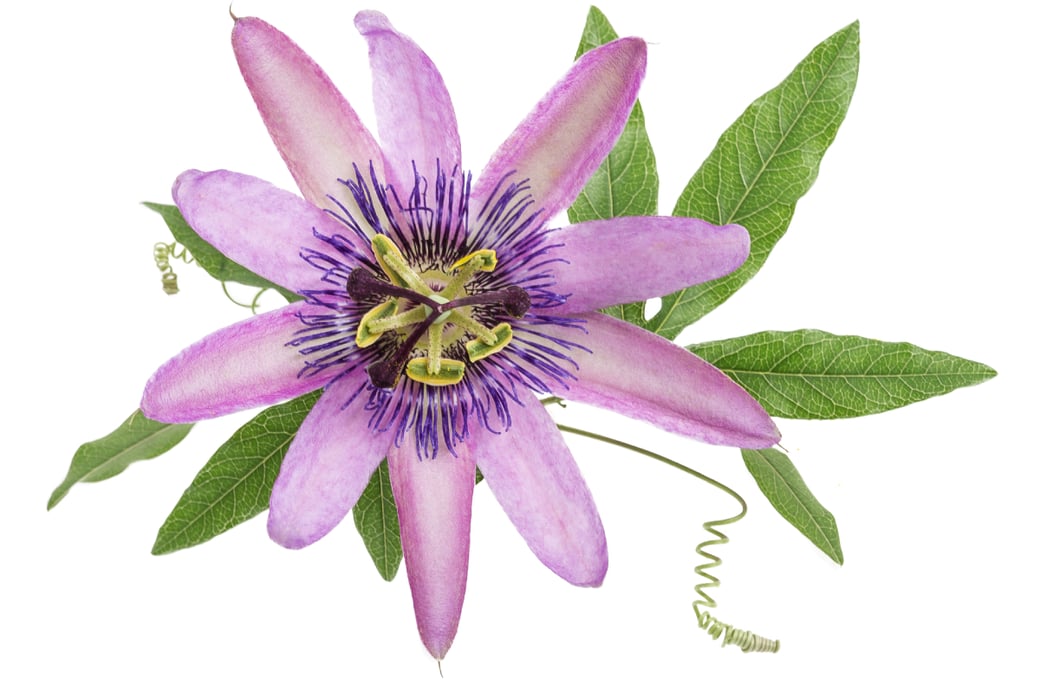 AM_892166860_passjonsblomst_1200x800